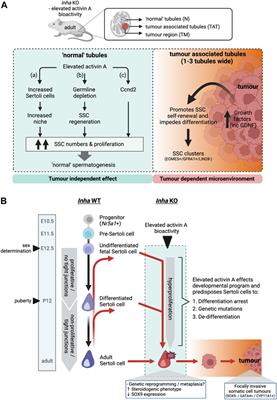 Spermatogonial fate in mice with increased activin A bioactivity and testicular somatic cell tumours